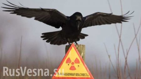 Мэр Львова предлагает свозить весь украинский мусор в Чернобыль