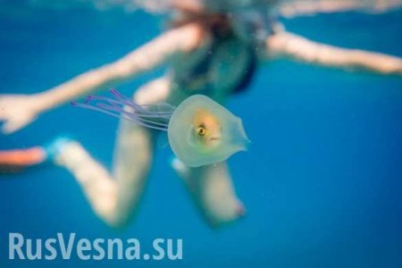 Странная парочка: живая рыба в медузе удивила ихтиологов (ФОТО)