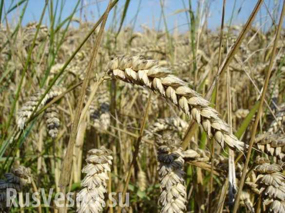 Плохая погода сократит урожай зерна в России на 15-20%