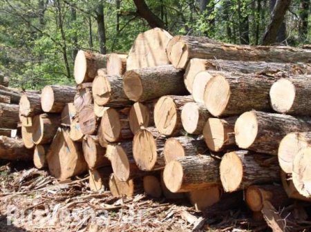 Нелегальная вырубка древесины на Украине вошла в перечень планетарных угроз