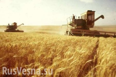 Россия экспортирует еды больше, чем оружия, — шведские СМИ