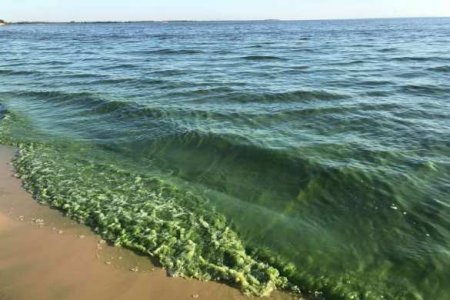 Чёрное море в Одессе позеленело из-за токсичных цианобактерий (ВИДЕО)