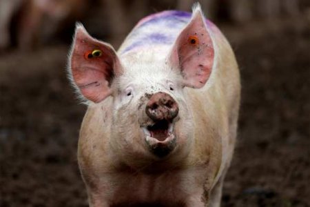 Украинские развлечения: свинья совершила побег под ликование очевидцев (ВИДЕО)